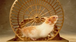 hamster wheel