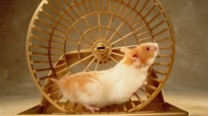 hamster wheel