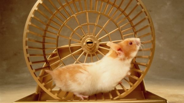 hamster wheel