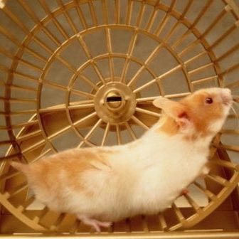 hamster wheel